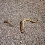 yonderjournal_brovet_msoj-24