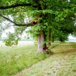 yonderjournal_brovet_natcheztrace-58