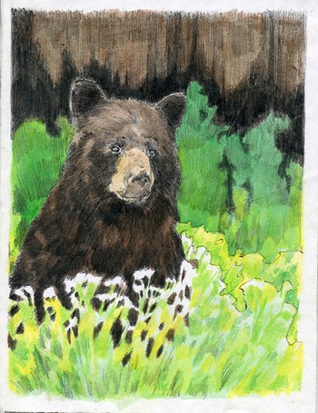 Conversations with a Black Bear