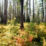 yonderjournal_idahofiretowers_aridpeak-13